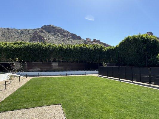 Ficus Hedge trimmed and shaped. Tree Pruning; Tree Removal; Tree Trimming