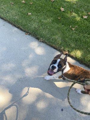 Boxer ear cropping