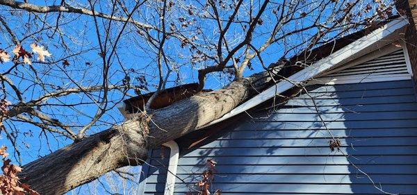 Rocky Top Tree Services