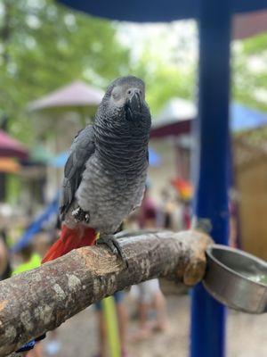 Buzz the African Grey