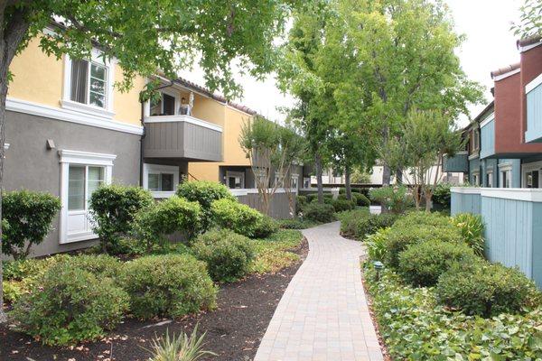 Paver walkway through garden landscaping.