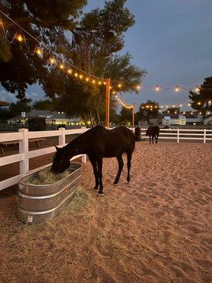 Horses on the farm that are used for various therapy programs.