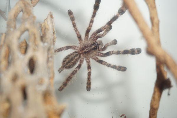 indian ornamental tarantula