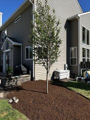 Robin Hill Serviceberry!