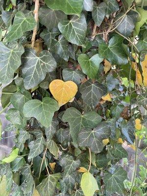 Heart leaf