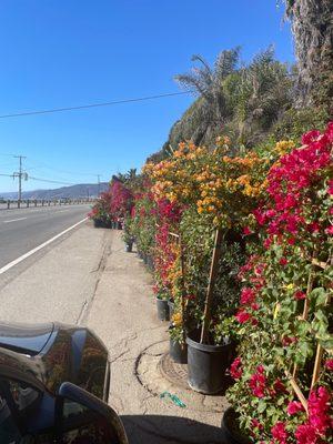 This is what the parking in front of the business (on PCH) looks like.