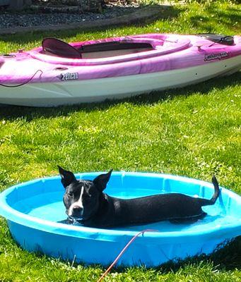 Nova relaxing in her pool on a nice hot day.
 Thanks to the wonderful care from her Doc, she is able to enjoy life.