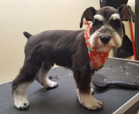 "I just enjoy my spa days with my groomer, Ms. Sheila!"