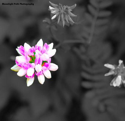 Moonlight Path Photography