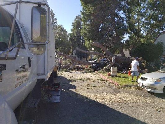 Emergency Call Pine Fallen on Truck