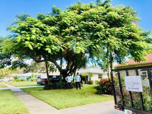 Delonix regia "Royal Poinciana" Selectively pruned epicormic growth, leaving specific water sprouts for future sustainability.