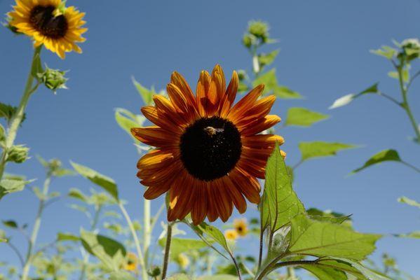 Sunflower days at Vertuccio Farms