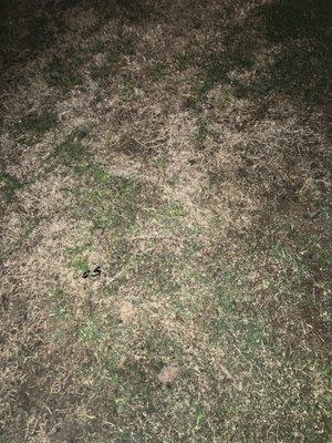 Dead Saint Augustine's grass