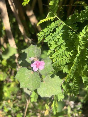 Hillsboro Pineland Preserve