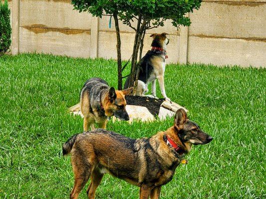 BAILEY, LOGAN & MAVERICK