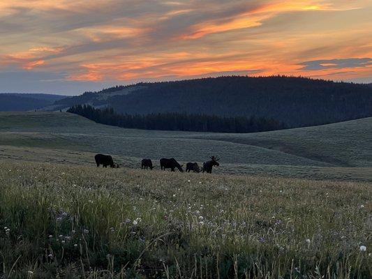 Moose grazing in a nearby meadow.