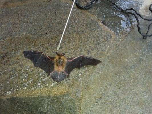 Yes, we do Bats too!