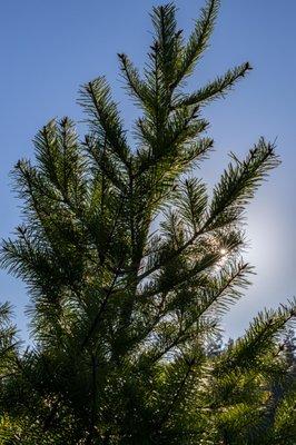 Mountain Charlie Christmas Tree Ranch