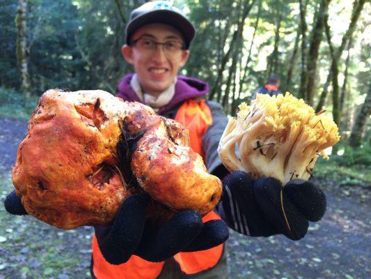 Find mushroom on our autumn Mushroom Foraging trips.