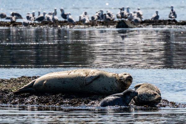 Nursing baby seal