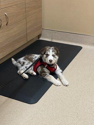 Baby boy getting his first wellness exam