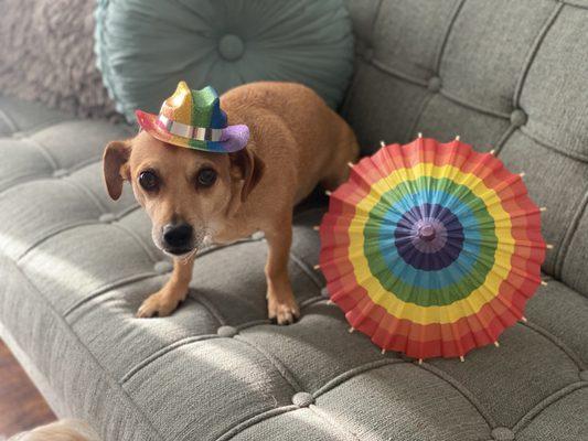 Mango is so ready for Pride Weekend .