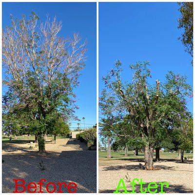 jacaranda Crown prunning and Topping