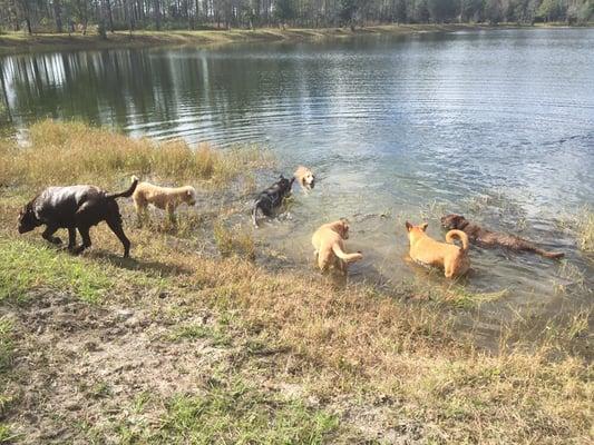 Beach Bark has its own 2,000 acre play park on the west side where client dogs swim, hike and do all the things dogs love!