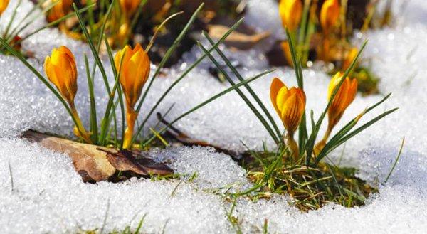 Crocus making their appearance in Spring.