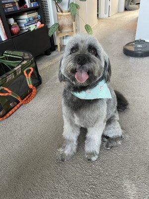 Oso post haircut!