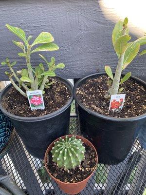 More desert roses