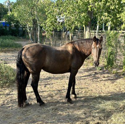 Eliza in her pasture