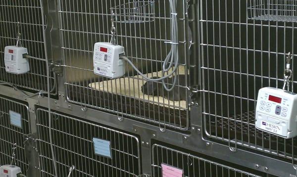 Here is Lexy in her crate at the emergency clinic....