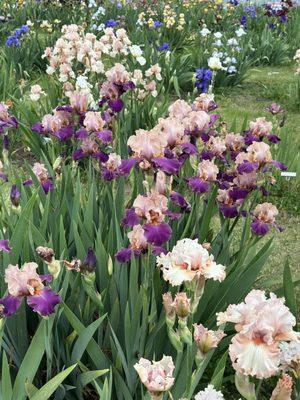 Irises