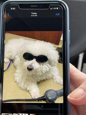 *** theRockStar Bouchon** during his Laser therapy TechPaula & TechPaige shared photos.     well mannered Bichon Friese