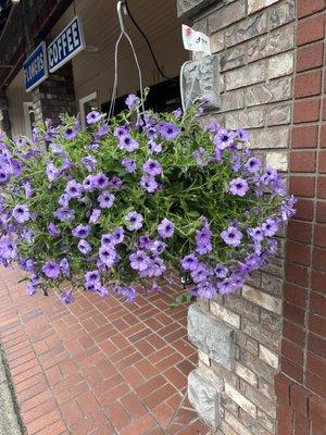 $40 for this beautiful healthy basket of blooms!