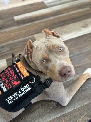 Service dog looking at handler