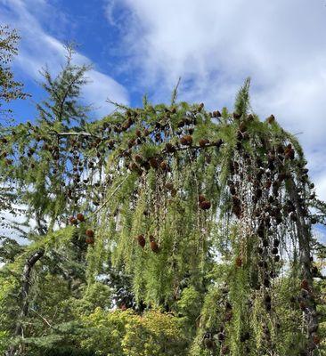 Weeping Conifer @ Plant Oregon.