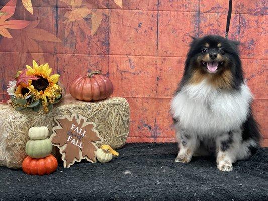 Fall is upon us; pumpkins and puppies :)