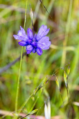 springtime flowers