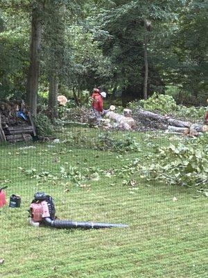 Jose's tree cutters made short work of tree removal.