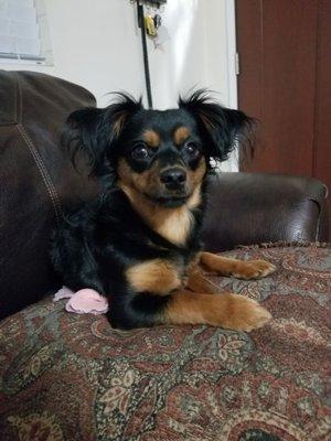 My long haired chihuahua, Chloë. LB-ACS had this beautiful girl bathed, spayed, on flea meds, micro-chipped, and ready to go.