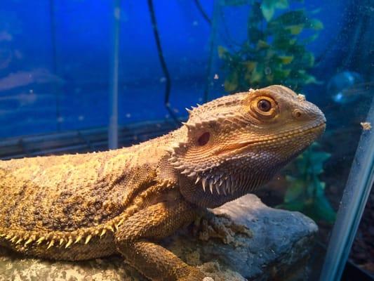 Bearded dragon-2015