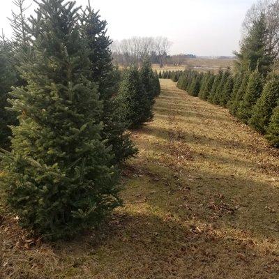 100's of Fraser fir trees!!