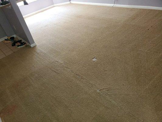 This photo is represents on the complete carpet clean.