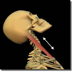 We have over 25 years experience treating patients with whiplash injuries.