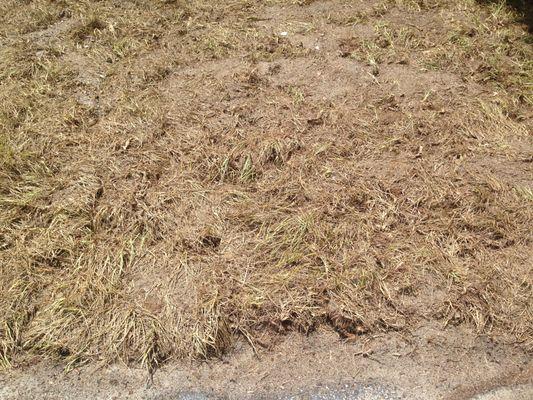 laid sod :(   Should have just had them come pick it all up....but trusted them instead :(