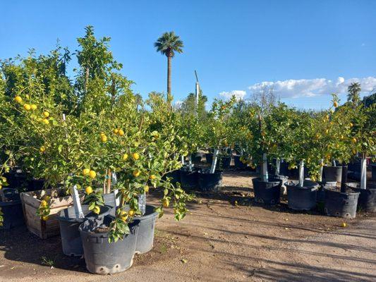 Citrus trees