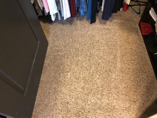 My pets use to come here and do their business I was very sad  because is my closet , but now my closet is spotless clean