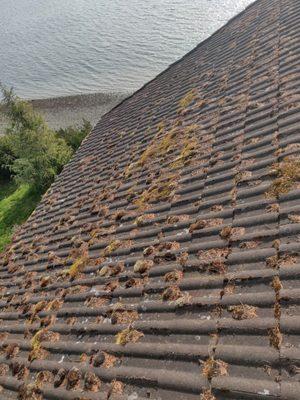 Roof & Gutter Cleaning Bellingham, WA. Roof Cleaning and Moss Removal throughout Whatcom County, including Sudden Valley, Ferndale & Lynden.